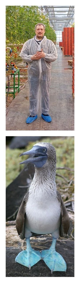 для привлечения самок бахилы самое оно!