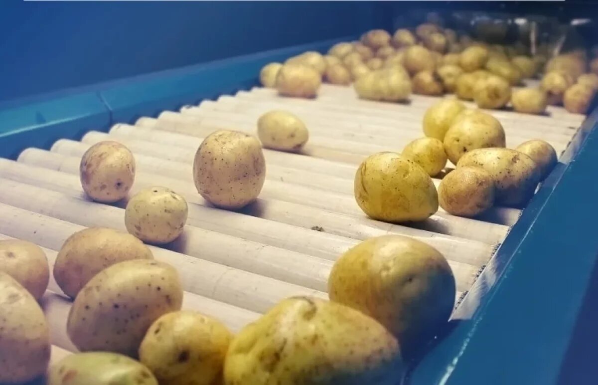    В Нижегородской области решили построить завод по переработке картофеля