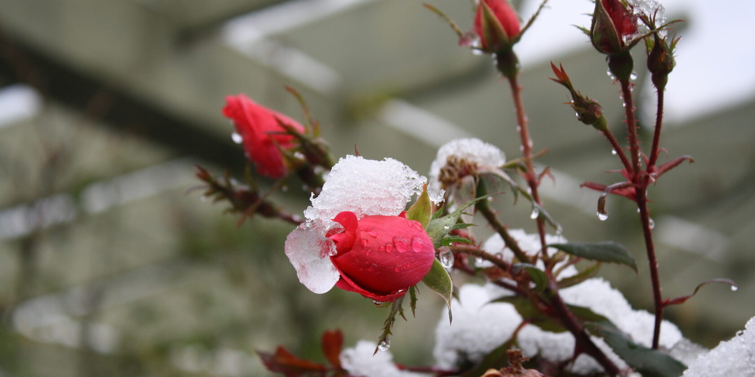 Утепляем розы по-новому: почему не стоит использовать опилки и листву