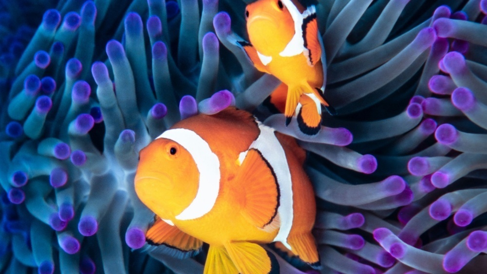     Фото: Levent Konuk/Shutterstock/FOTODOM