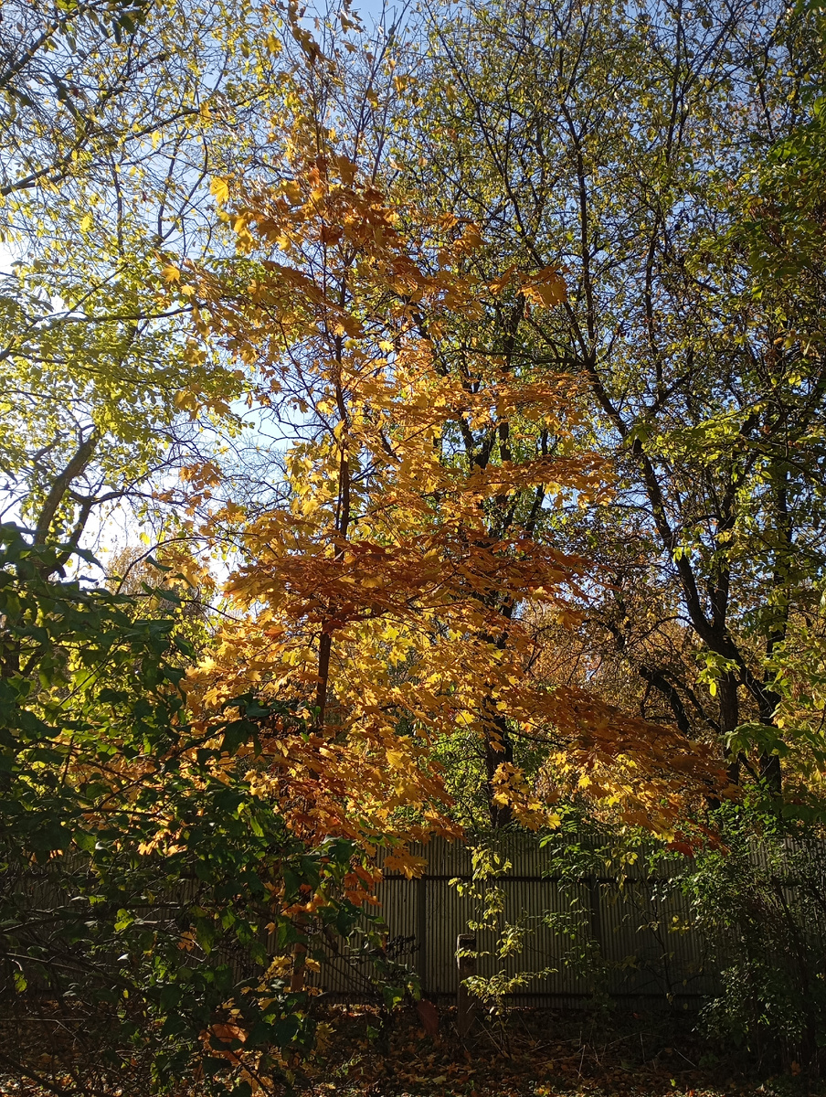 Солнечное октябрьское утро