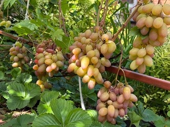 Урожай винограда в Минусинске