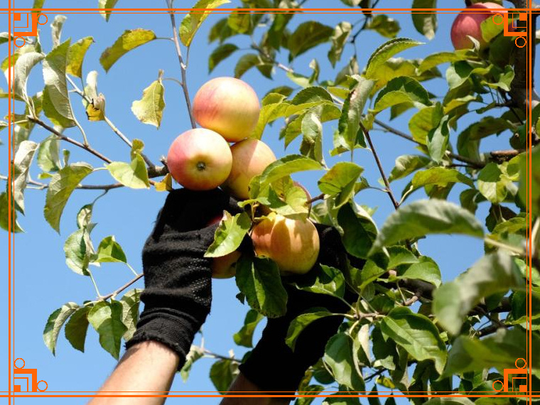 Фото из Интернета. Как собирать яблоки на хранение