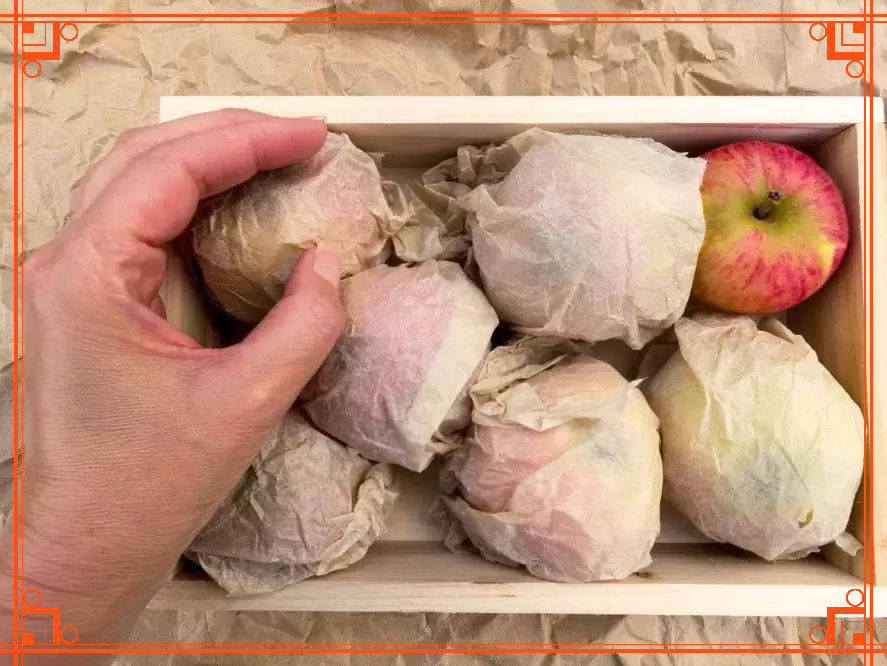 Фото из Интернета. Как правильно хранить яблоки