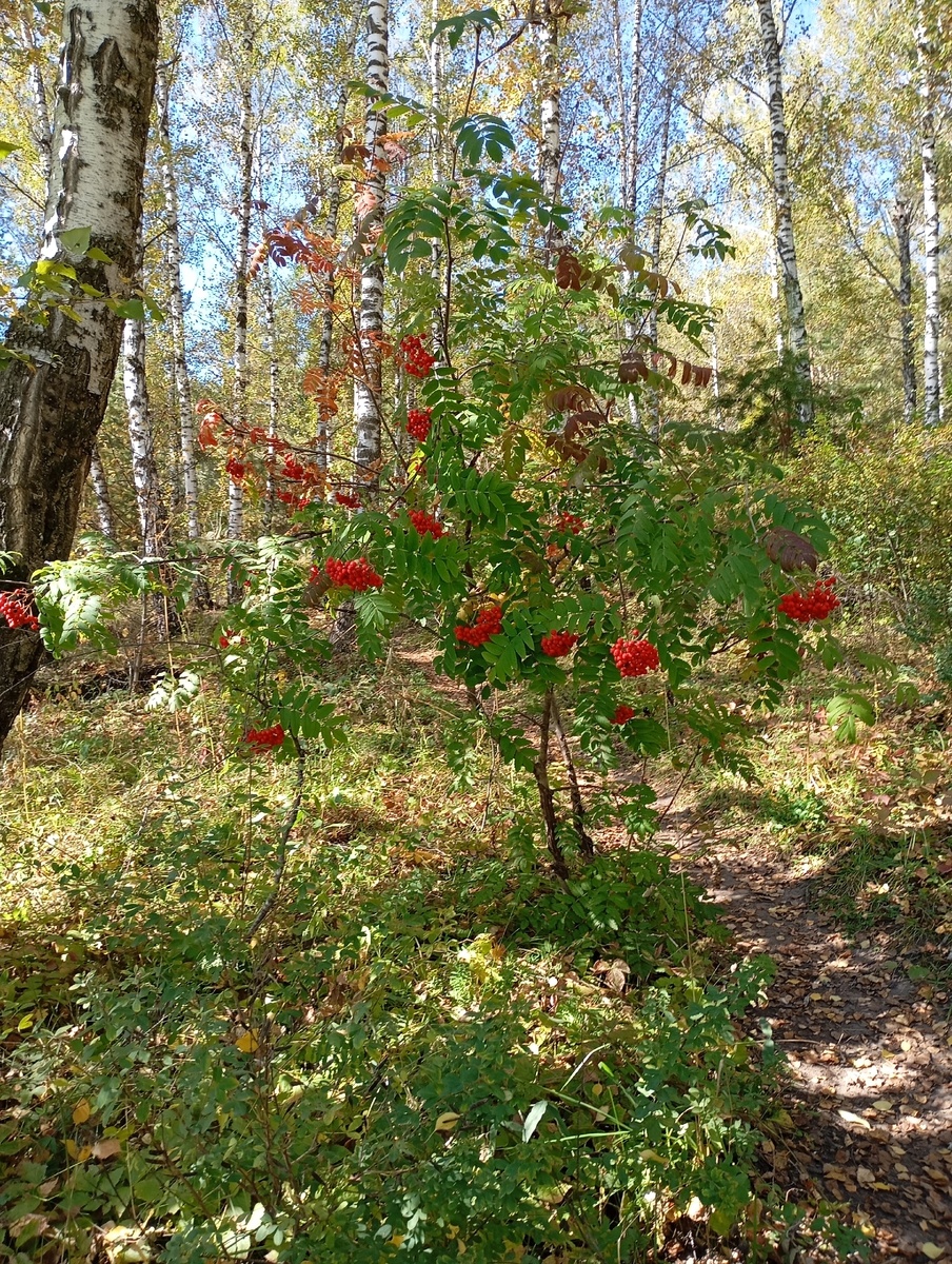 Как красива Рябина .