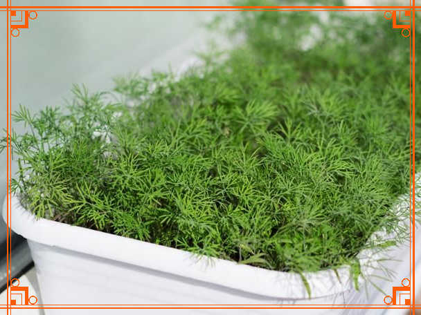 Фото из Интернета. можно ли вырастить укроп зимой на подоконнике