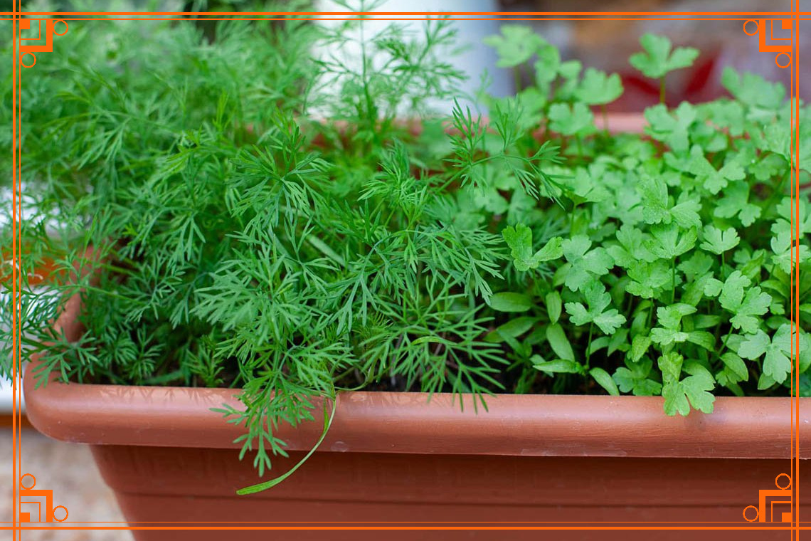 Фото из Интернета. Как вырастить укроп на подоконнике зимой. 