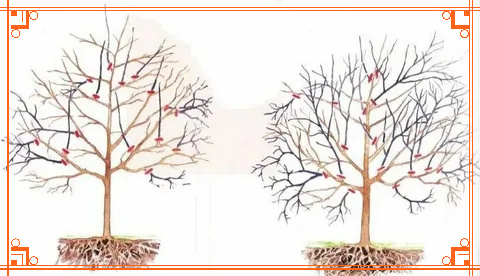 Фото из Интернета. Как обрезать вишню