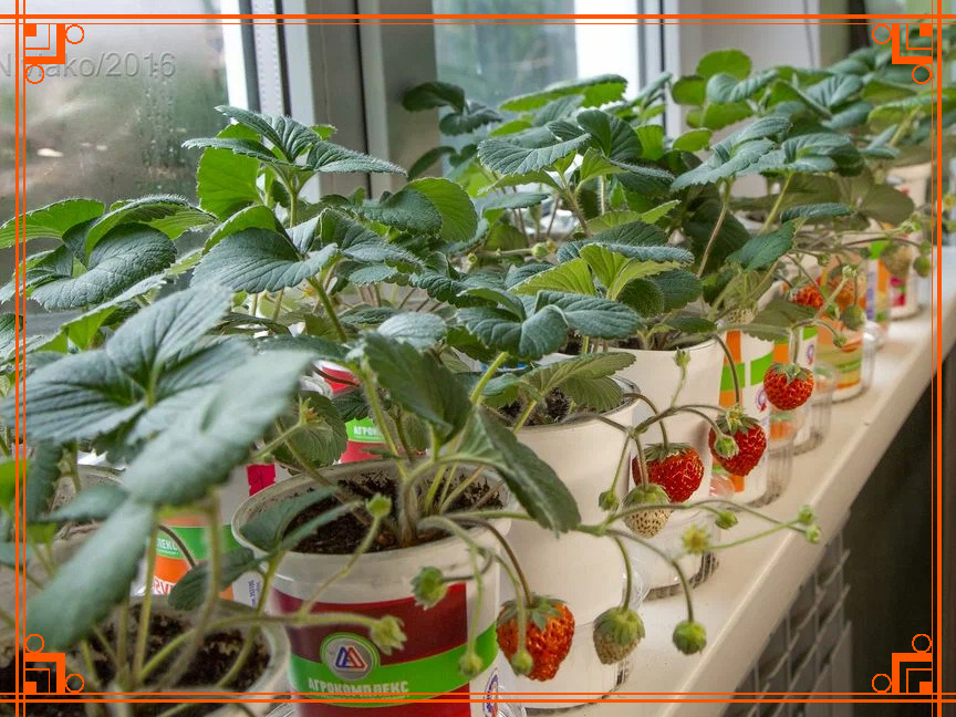 Фото из Интернета. Как вырастить клубнику на подоконнике зимой