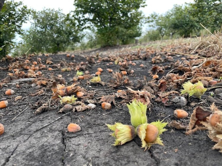    Фото: Минсельхоз Краснодарского края
