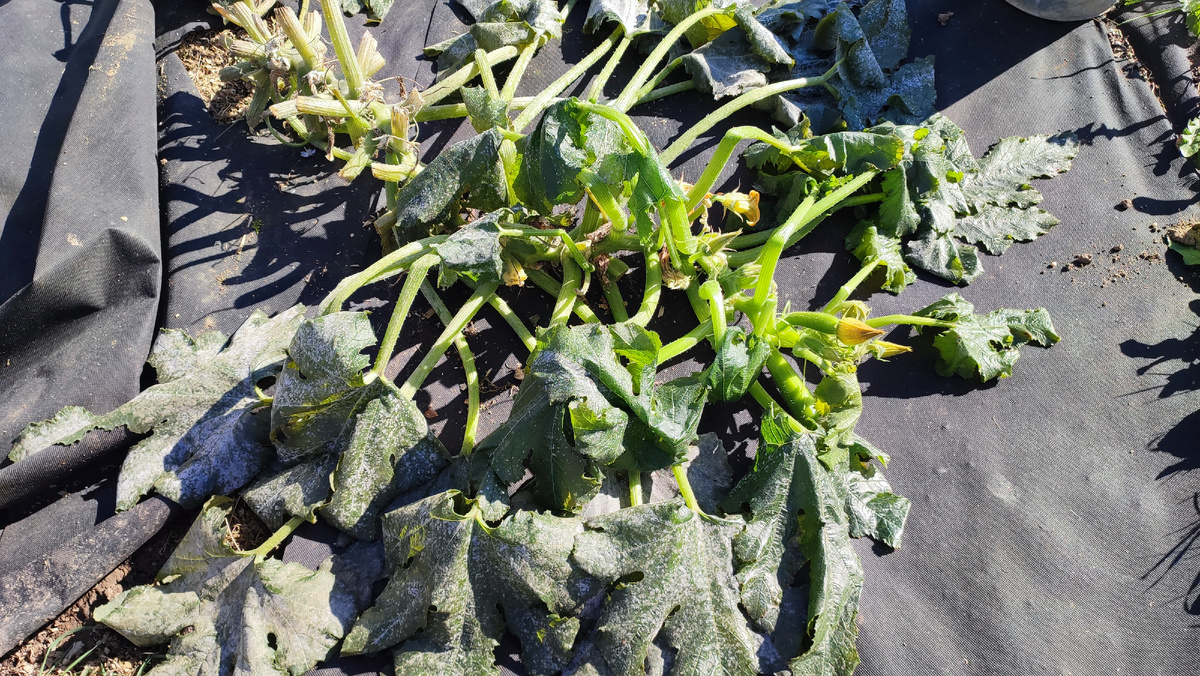 Мой друг 😔