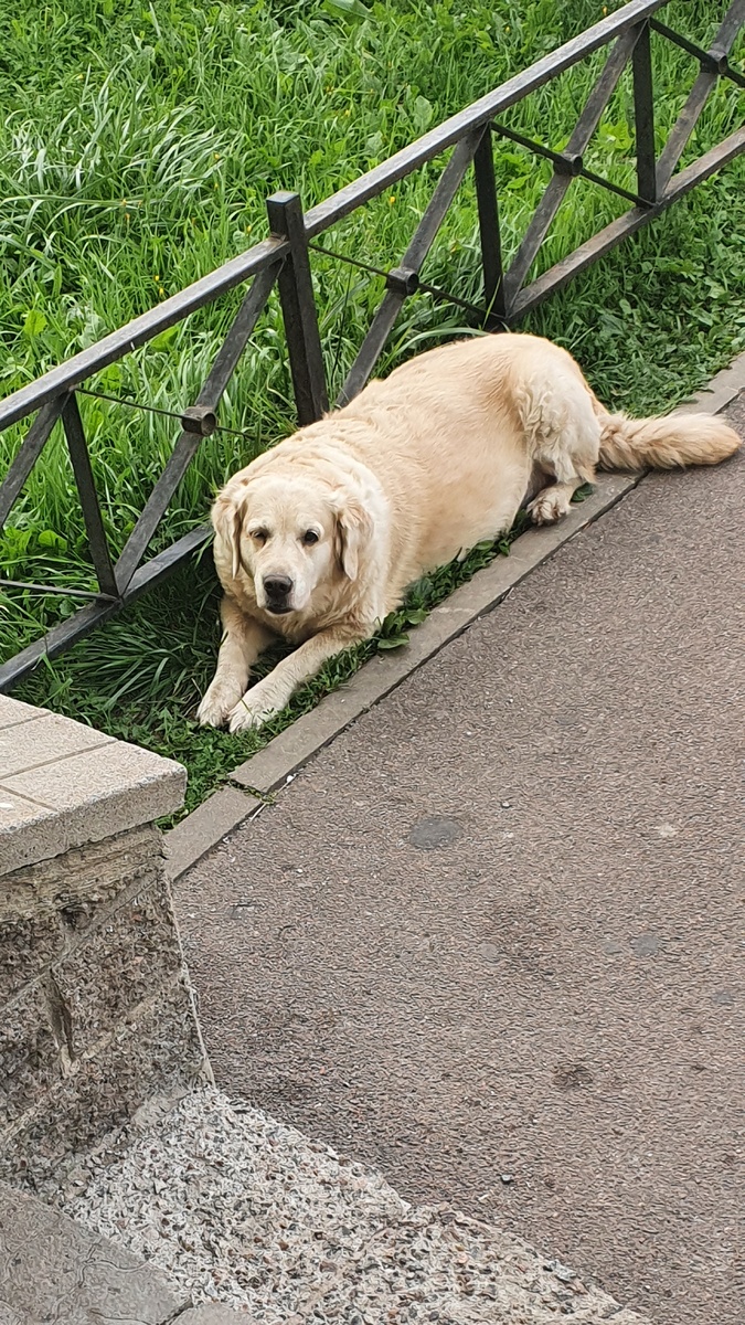 Золотистый ретривер — одна из самых популярный пород в мире благодаря своему мягкому характеру, умению ладить с детьми и охотному темпераменту. Это умный и преданный пёс, который с радостью станет членом семьи и верным другом на долгие годы.