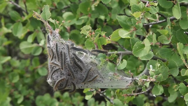 Фото: wikimedia.org