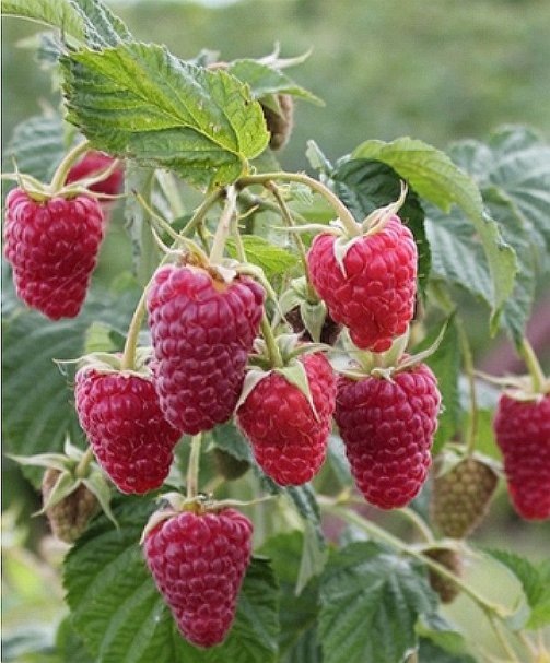 Фото: ремонтантная малина Карамелька