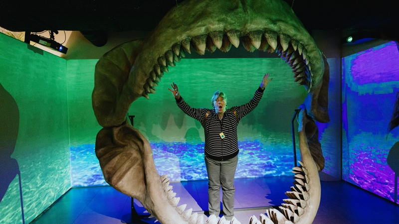    Челюсть мегалодона Фото: Дарина Васильева / / Visit-Petersburg.ru