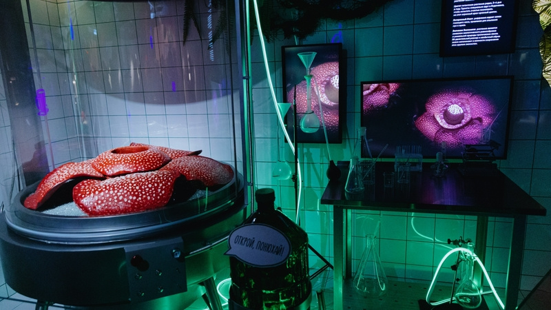    Здесь можно понюхать раффлезию Фото: Дарина Васильева / / Visit-Petersburg.ru