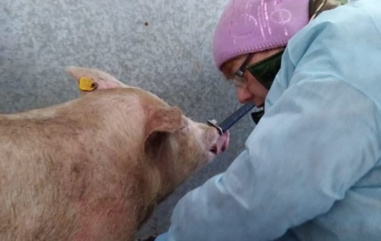    Фото: Пресс-служба Управления ветеринарии Правительства Хабаровского края