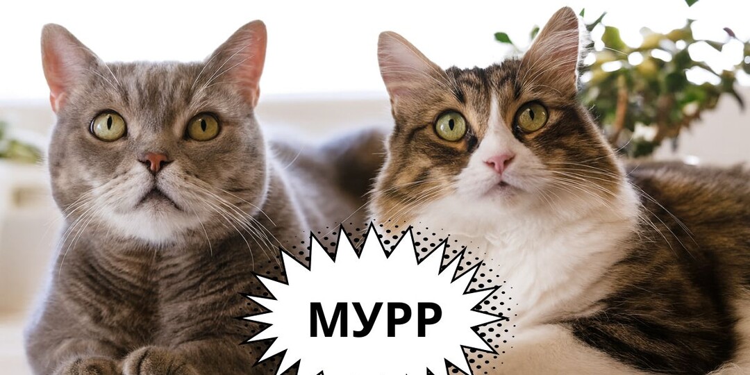 Правда ли, что коты и кошки мурчат по-разному: учёные раскрыли тайный язык мурлыканья