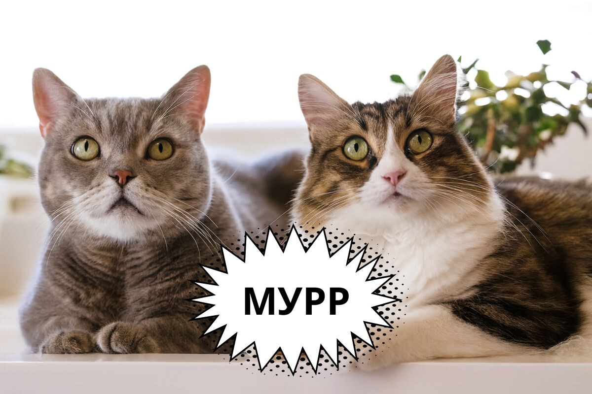 Правда ли, что коты и кошки мурчат по-разному