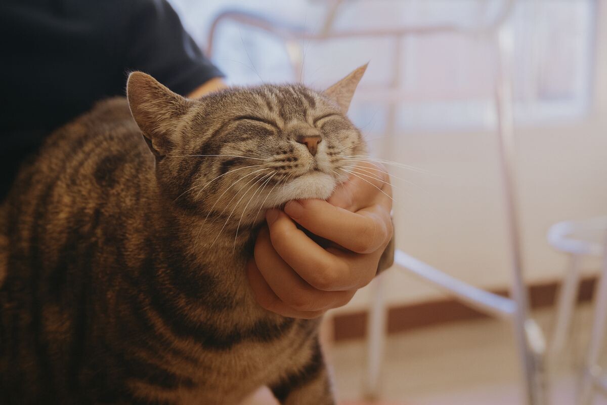 Кот мурлычет от удовольствия