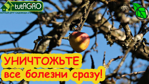 Осення искореняюща обработка - это очень важный этап в защите сада от болезней и вредителей. 