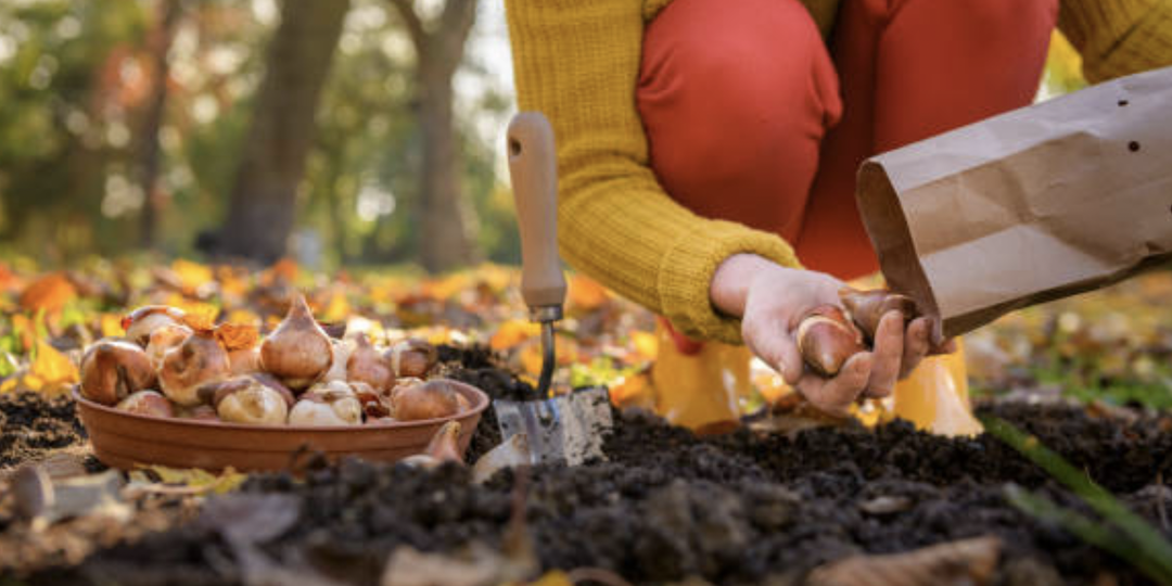 Осенняя посадка тюльпанов: как не остаться без цветов весной.