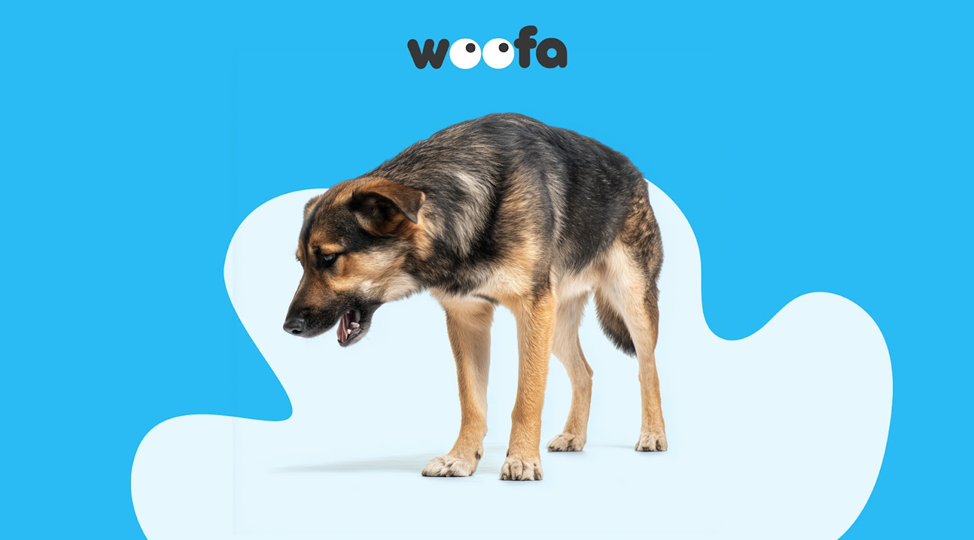 Собака подавилась — как спасти хвостатому жизнь