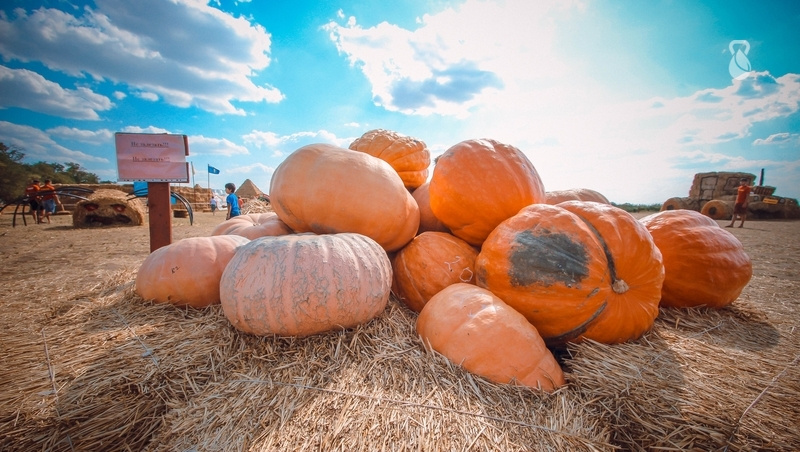      Фото: ИА «Победа26»