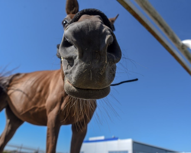     Курянка София Суркова победила на первенстве России по троеборью