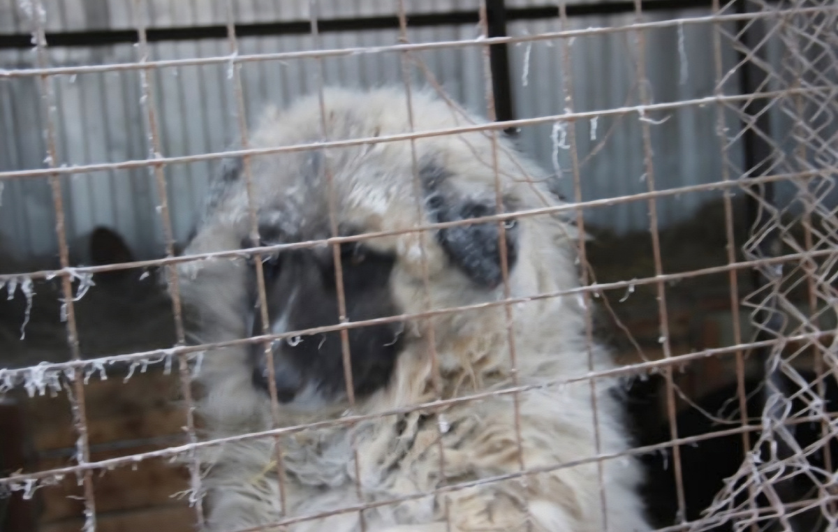 Мишка. Первое фото из Якутска 