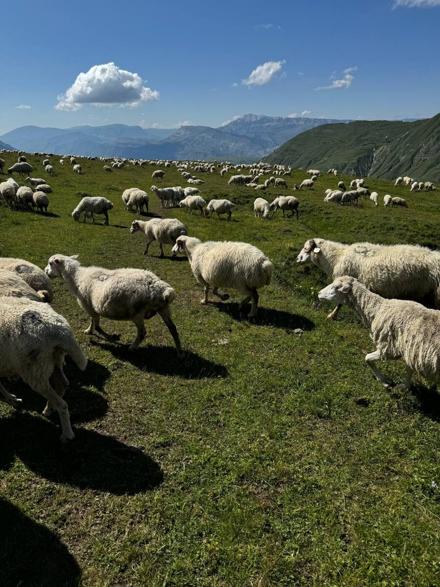 Пастбище овец