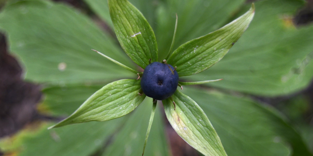 Ягода, которая убивает детей: почему вороний глаз — самый опасный обманщик русского леса