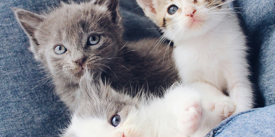 Как я им в глаза буду смотреть