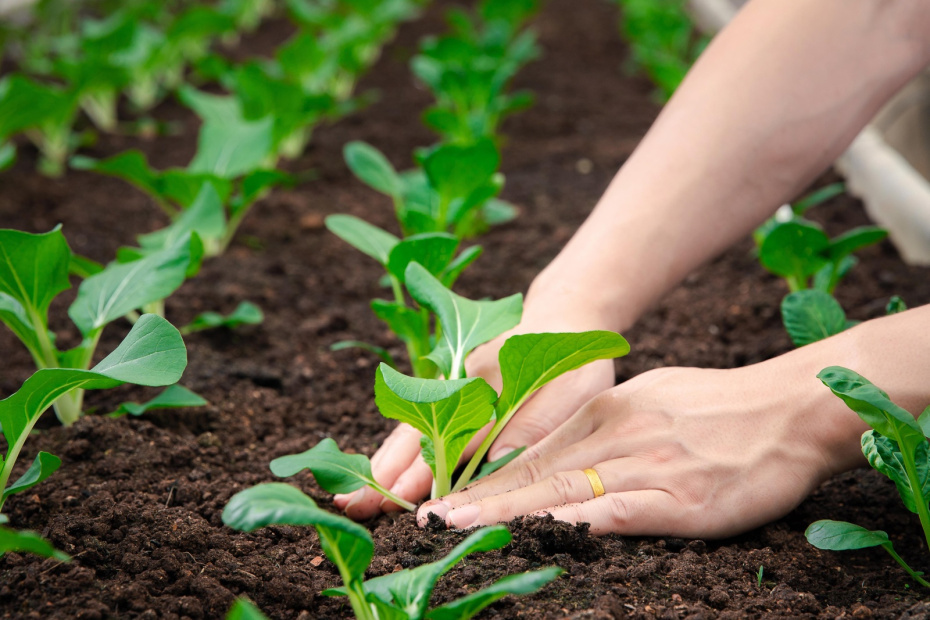    Shutterstock/FOTODOM