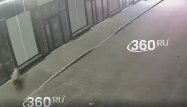    Фото: скриншот из видео 360.ru