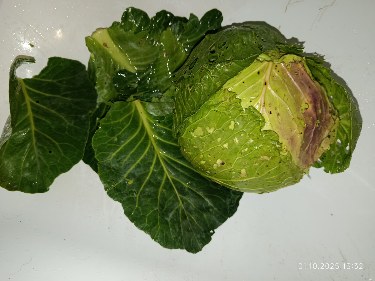 Целый кочан капусты и отдельные листья от других кочанов