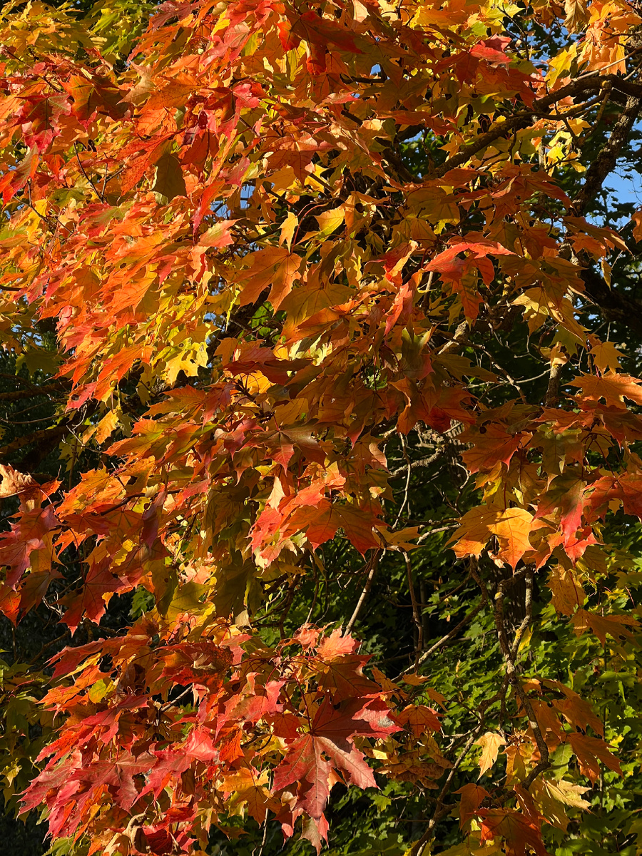 Октябрьская красота!!! Фото автора, сегодня в 16-00