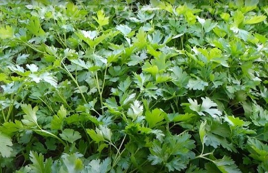 Петрушка - ее точно можно сажать под зиму