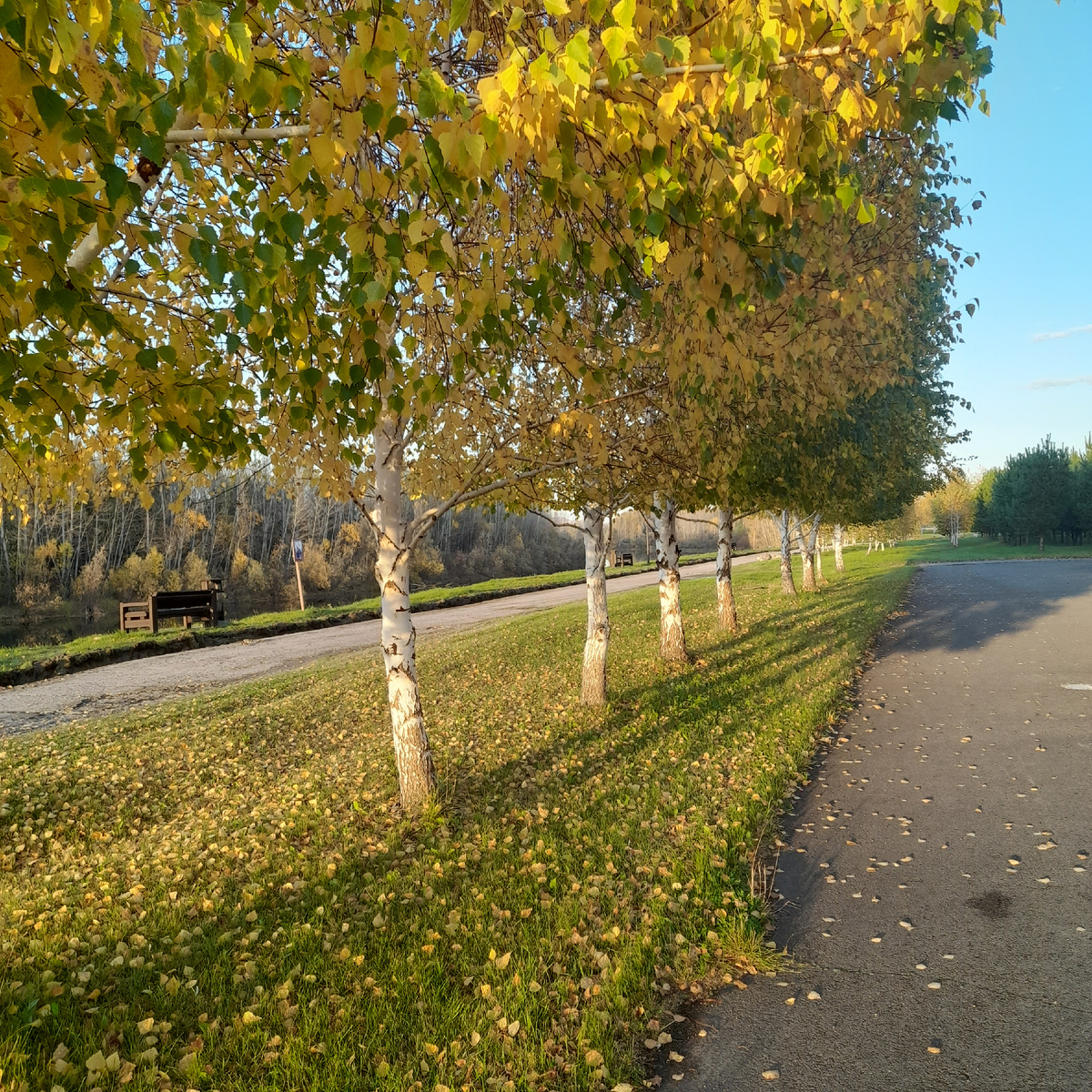 Фото автора.  Люблю берёзку русскую!