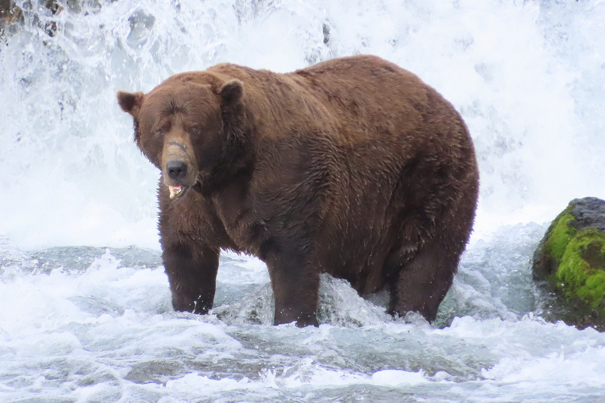    Фото: Candice Rusch, источник: Fat Bear Week