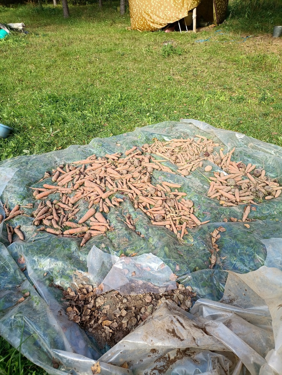 Морковка убрана