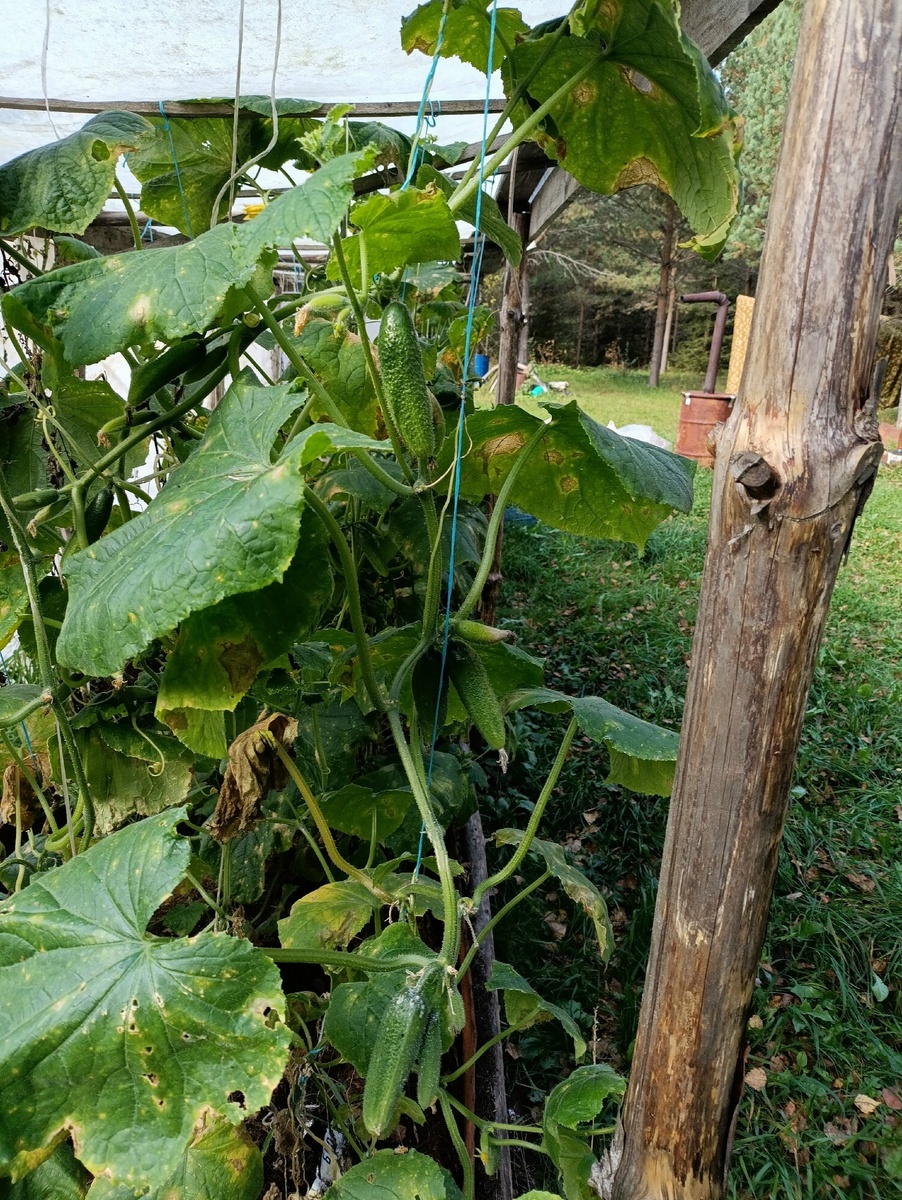 Последние огурчики