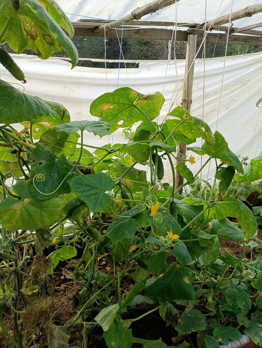 невзирая на цветение убрала все