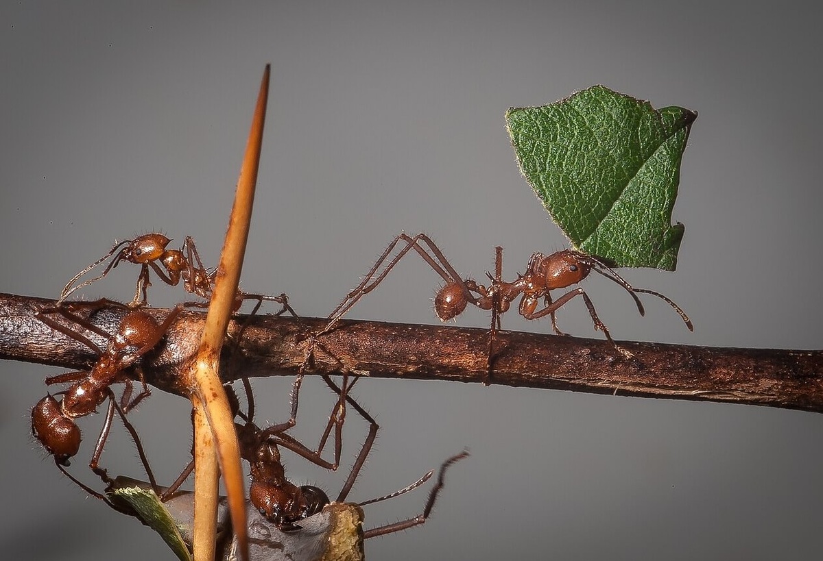    Муравьи-листорезы. Источник изображения: wikimedia.org