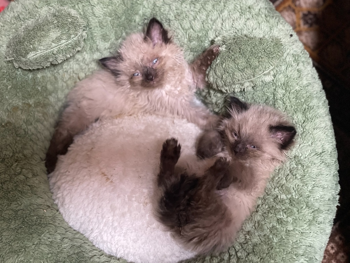 Карлуша и Павлуша