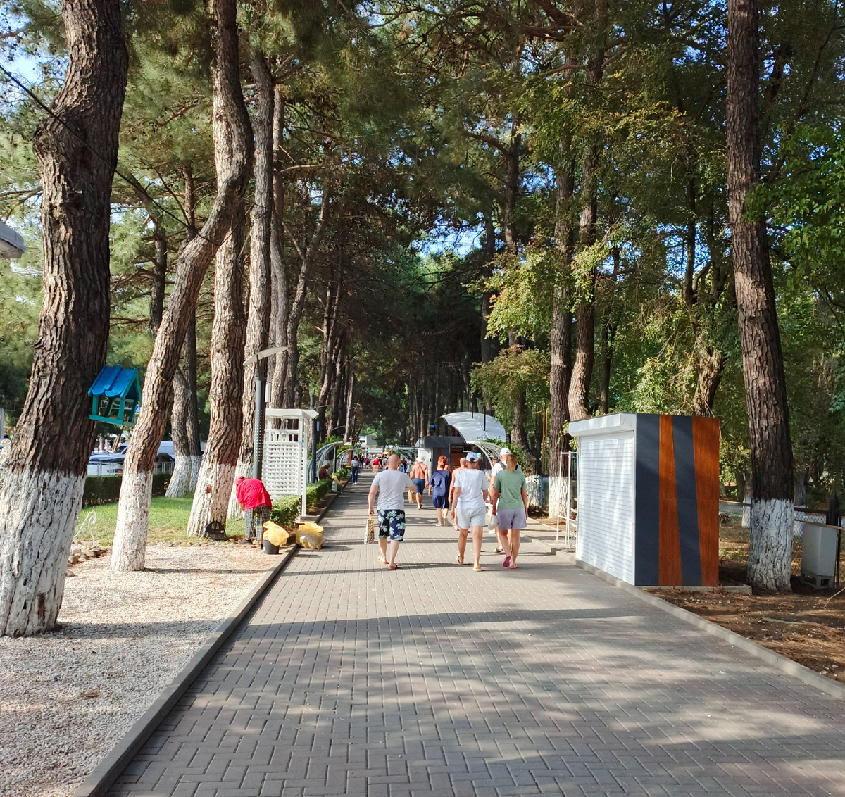 Сосновая аллея на ул. Мира по пути на пляж .