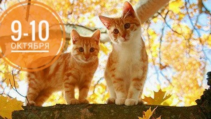 Нумерологический прогноз на 9 и 10 октября