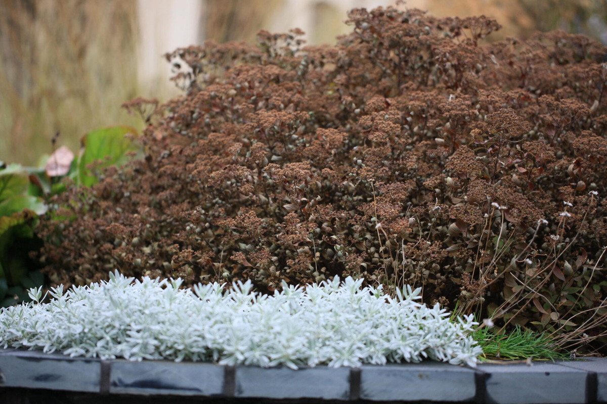 Фотографии из сада ландшафтного дизайнера Татьяны Койсман