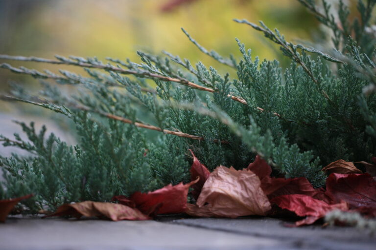 Фотографии из сада ландшафтного дизайнера Татьяны Койсман