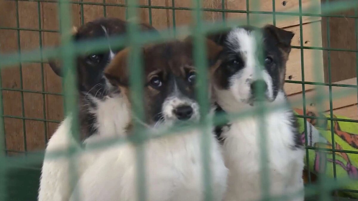    Фото: Sputnik-Ossetia.ru